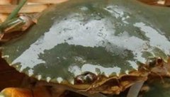 买来的青蟹如何保存，青蟹死了还能吃吗？