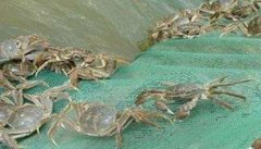 河蟹能活多久、吃什么，螃蟹脱离水可以活几天