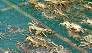 河蟹能活多久