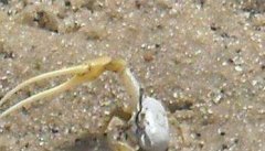 螃蟹如何掘穴，螃蟹掘洞穴居的习性