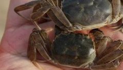 河蟹蜕壳所需要的条件是什么 影响因素有哪些
