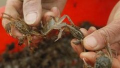 河蟹性早熟怎么办，蟹种早熟的成因及防治措施