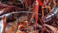 小龙虾品种有哪些 小龙虾养殖条件 水深多少合适