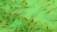澳洲龙虾虾苗的放养时间 对场地和水质有何要求