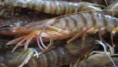基围虾是淡水虾还是海水虾 基围虾养殖技术要点