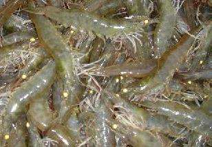 南美白对虾饲养管理技术