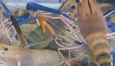 青虾养殖周期是多少天 青虾养殖技术要点