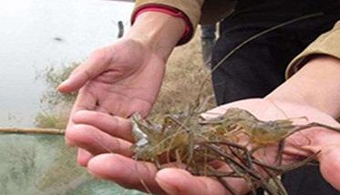 青虾的生长与蜕壳的关系如何