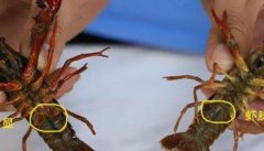 小龙虾如何分公母 小龙虾的繁殖特点