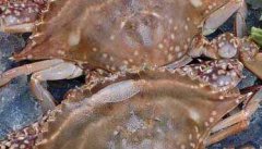 螃蟹不能和什么一起吃呢？
