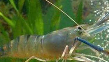 对虾养殖的成本控制技巧 对虾饲养管理方法