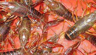 小龙虾饲养管理方法