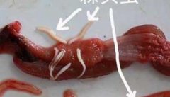 黄鳝寄生虫病的症状及防治方法