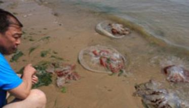海蜇能蜇死人吗,如何预防被蜇伤