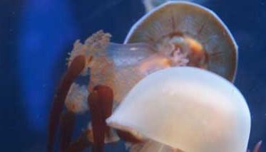 海蜇能蜇死人吗?