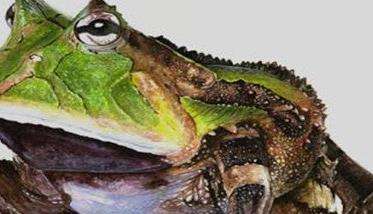 霸王角蛙寿命有多长