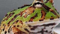 角蛙吃什么食物，角蛙的饲喂方法