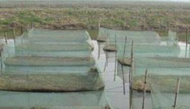 黄鳝越冬管理