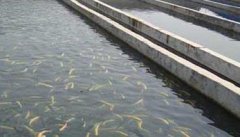 淡水鱼混合养殖成功模式举例