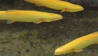 金鳟鱼养殖技术