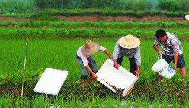 稻田养泥鳅技术