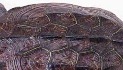 乌龟的生活习性及特点