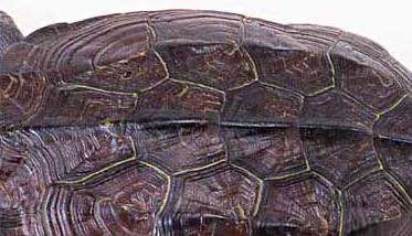 乌龟饲养管理技术