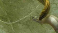 台湾泥鳅的成长速度为什么很快
