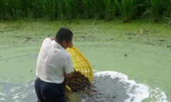 泥鳅稻田养殖技术