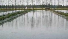 泥鳅养殖池的建造方法