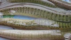 泥鳅养殖成本及养殖效益分析