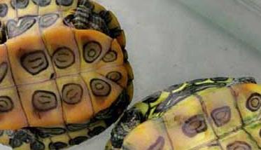 乌龟饲养管理方法