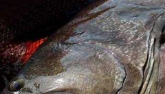 石斑鱼养殖－石斑鱼图片