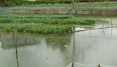 泥鳅养殖前景与利润分析 泥鳅养殖的多种模式