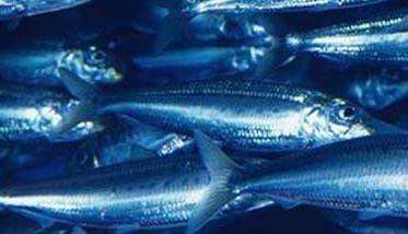 沙丁鱼能人工养殖吗