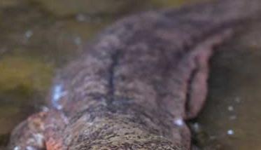 大鲵养殖