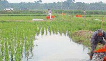 黄鳝稻田养殖方法