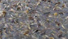 黄颡鱼夏花鱼种培育与食性驯化