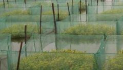 黄鳝水泥池养殖与网箱养殖的比较