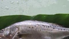 网箱养殖鲈鱼的技术与方法