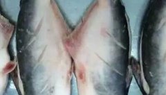 巴沙鱼是什么鱼 巴沙鱼的养殖前景