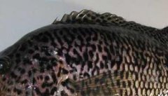 石斑鱼的习性特点－石斑鱼图片