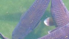 青鱼养殖－青鱼图片