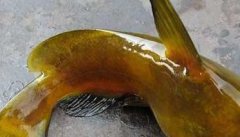 黄颡鱼的种类及图片大全
