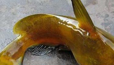 黄颡鱼的品种知识