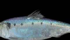 刀鱼养殖－刀鱼图片
