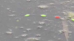 七星漂钓鱼什么时候提竿