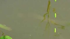 七星漂钓鲫鱼的技巧和方法
