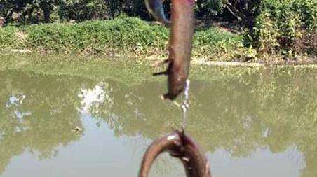 泥鳅钓鱼