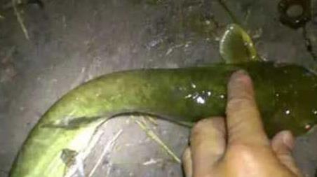 鲶鱼